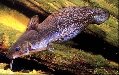 freshwater_catfish.jpg