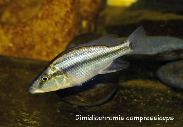 dcompressicep.jpg
