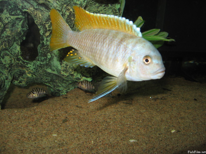 ymldqbgd_fiskamyndir1_011.jpg