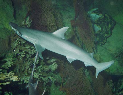 Bonnethead-tb1.jpg