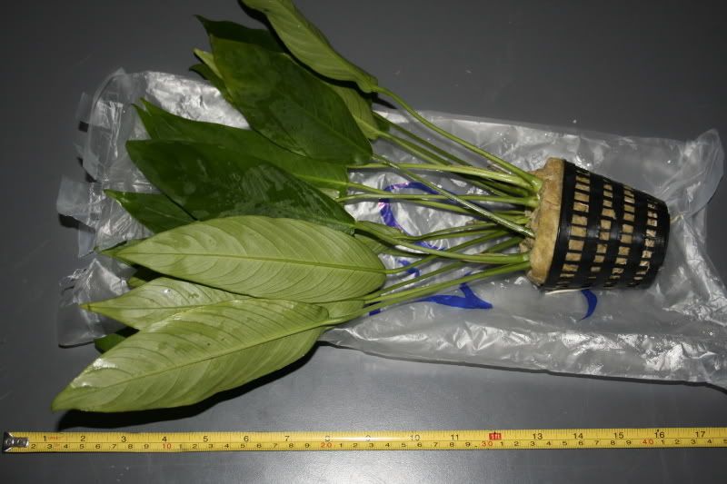 anubiaslanceolata.jpg