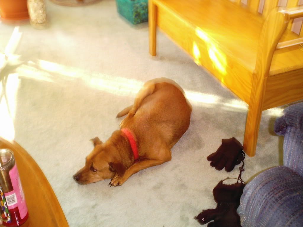 pets011.jpg