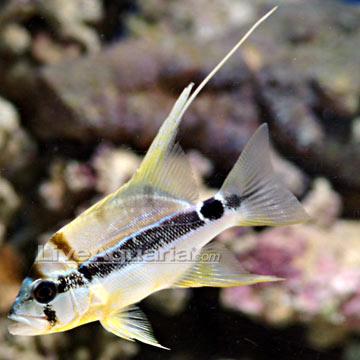 p-39343-snapper-hi-fin.jpg