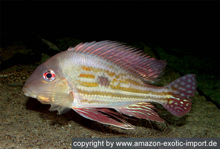 Geophagus%20winemilleri.jpg