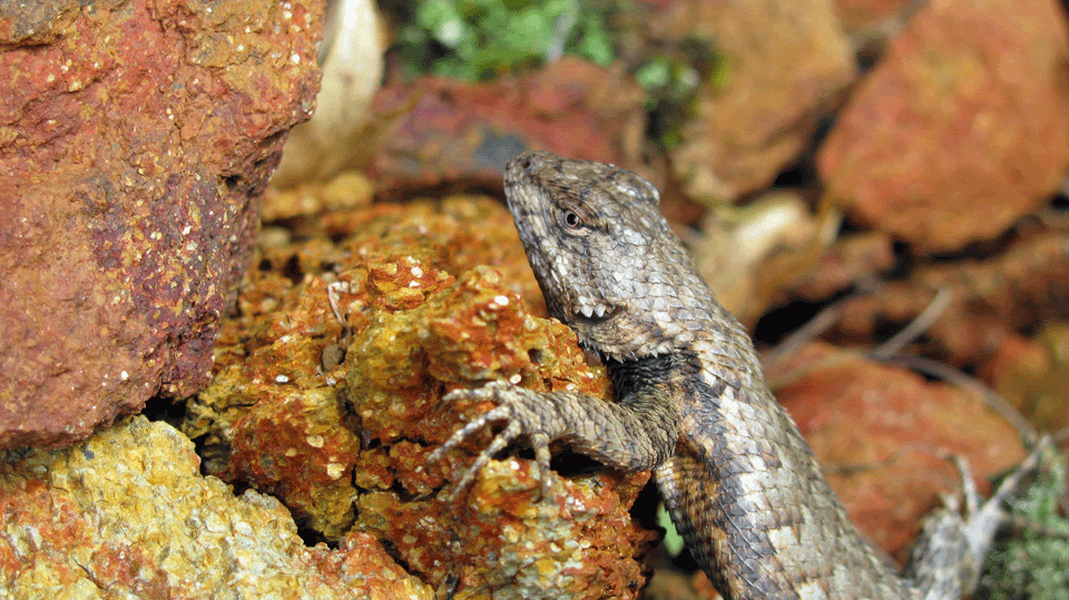 Fence-Lizard.gif