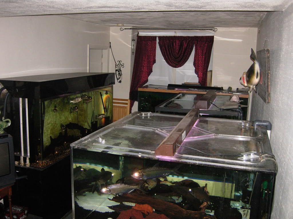 plecos185.jpg