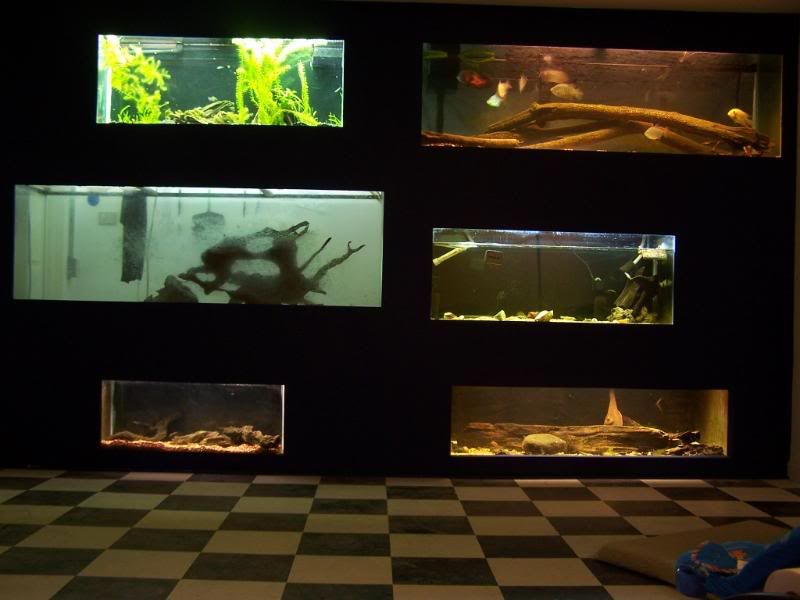 fishwall01010.jpg