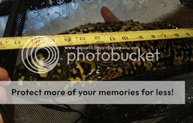 bumblebeefinalruler.jpg