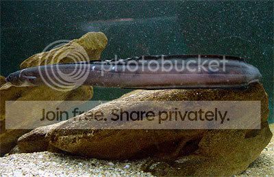 conger-eel.jpg