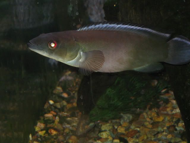 CrenicichlaJohanna09.jpg