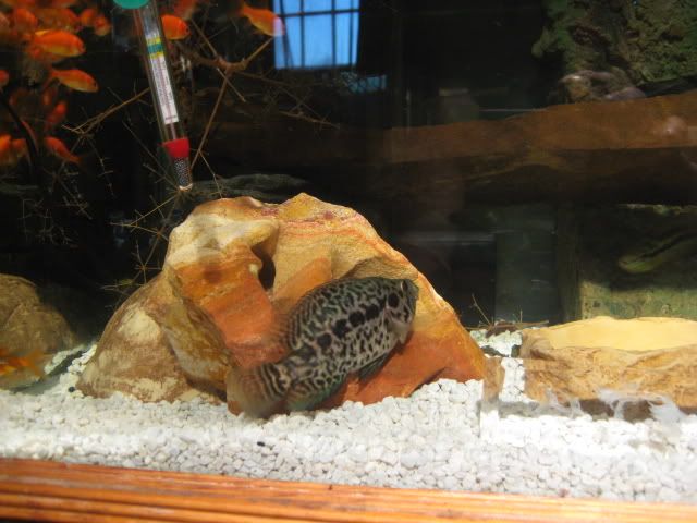 cichla010.jpg