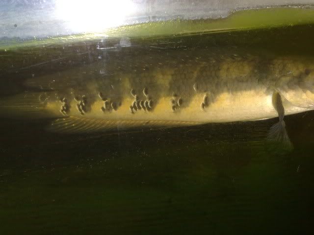 26062010780.jpg