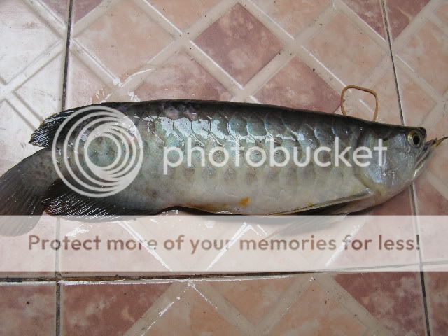 PICT0058-1.jpg