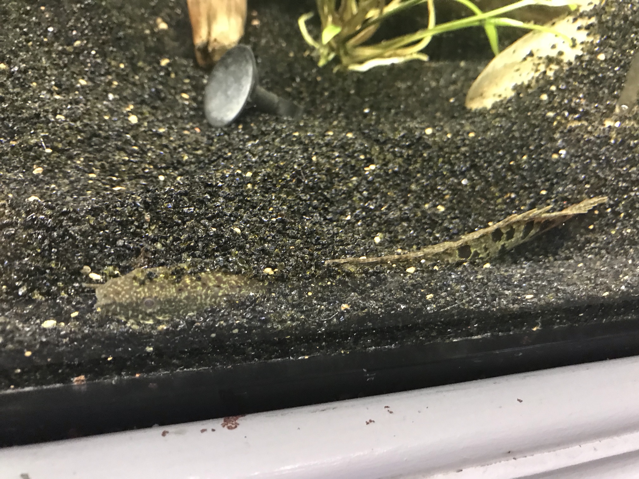 GekGO6T.jpg