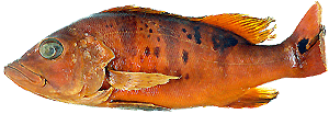 nigromaculata.gif