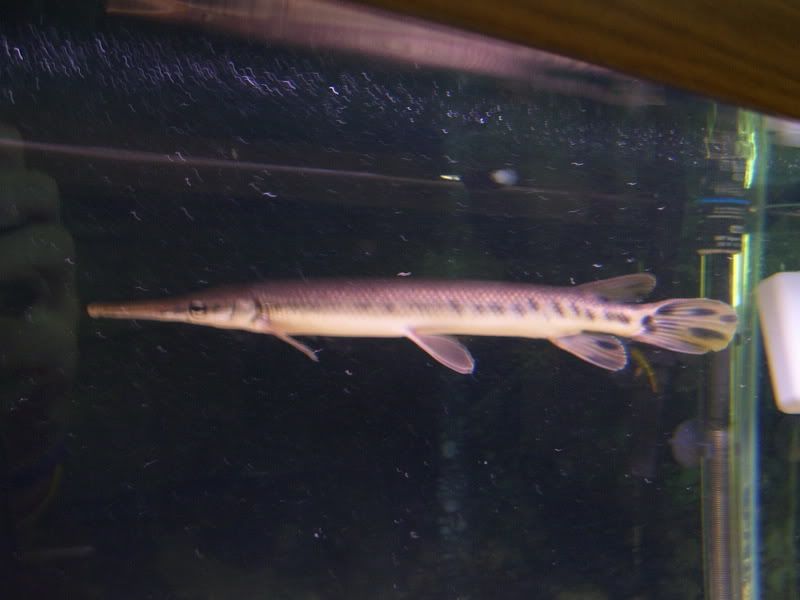 Gar003.jpg