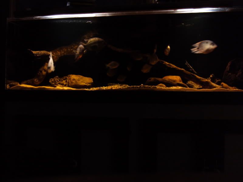 DSC00247.jpg