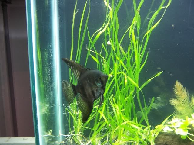 fishwall020.jpg