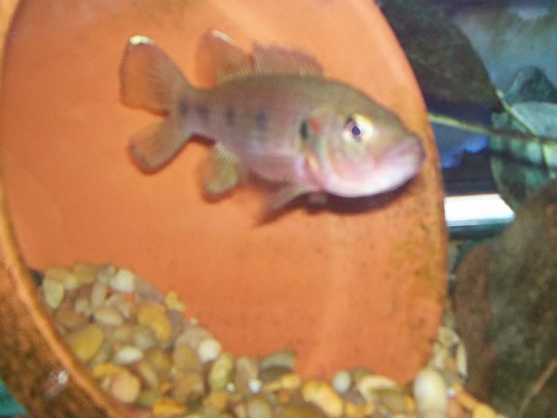 frempongi10-20-07001.jpg