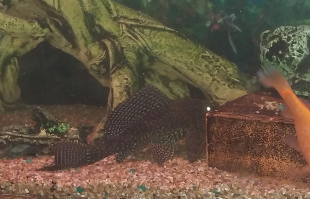L001Pleco.jpg