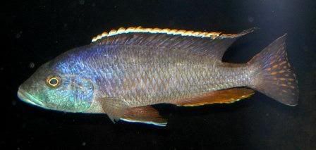 polystigma1.jpg