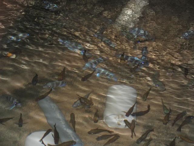 miami184.jpg