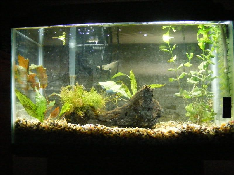arowana003.jpg