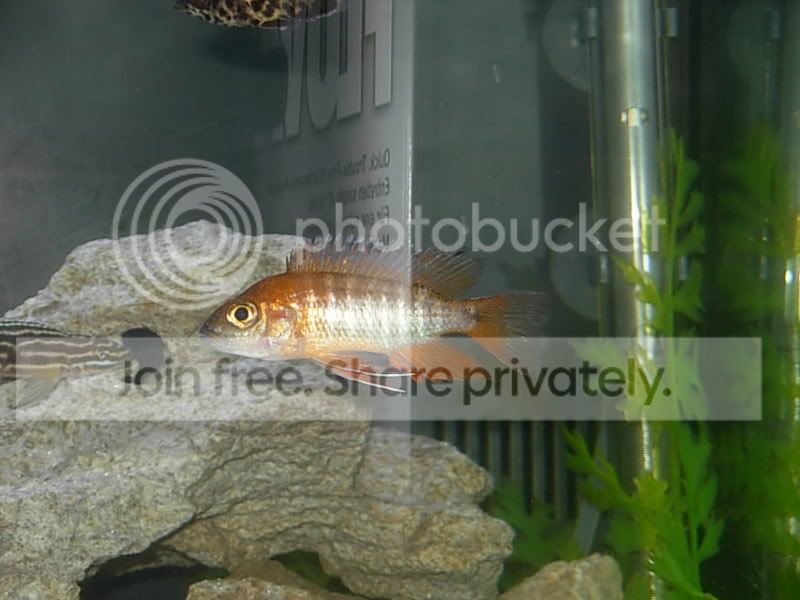 cichlid01.jpg