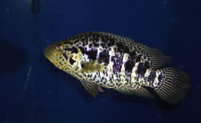 FISHPIXWithLIGHTS4.jpg