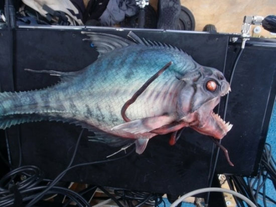 piranha-maquette.jpg