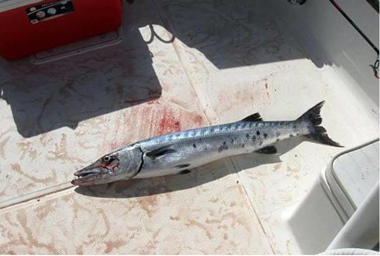 barracudabite3.jpg