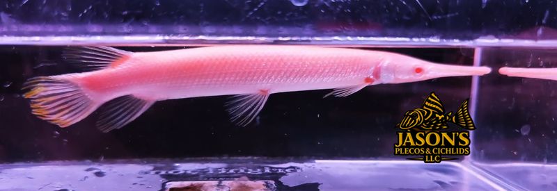 jasonsplecoscichlids.com