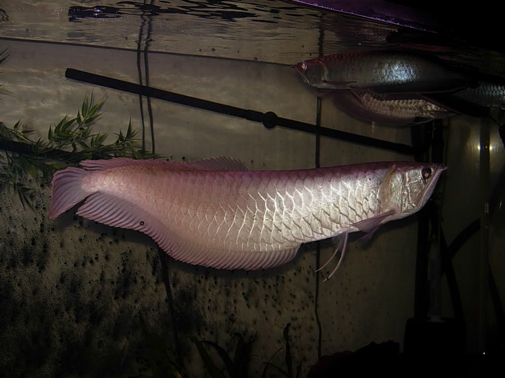 arowanagang004.jpg