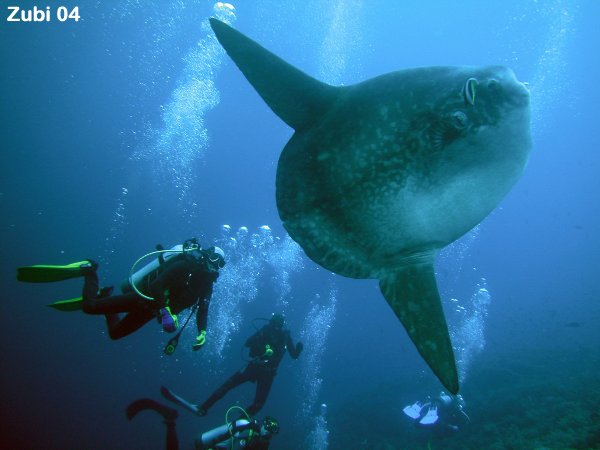 Mola-mola7.jpg