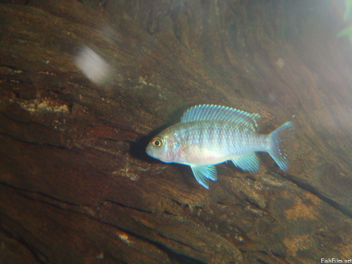 frubbwdp_DSC02271.JPG