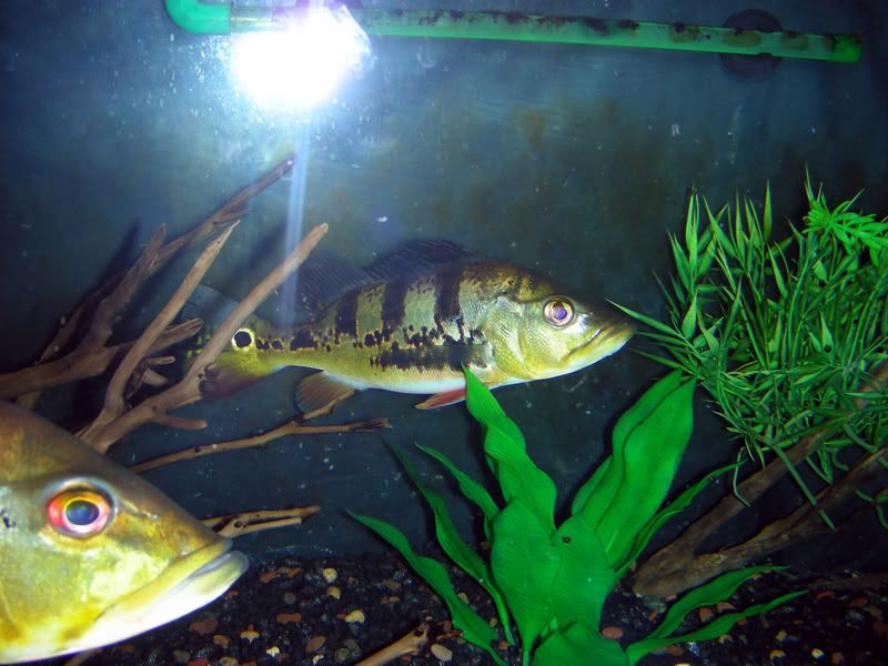 DSCN1504.jpg