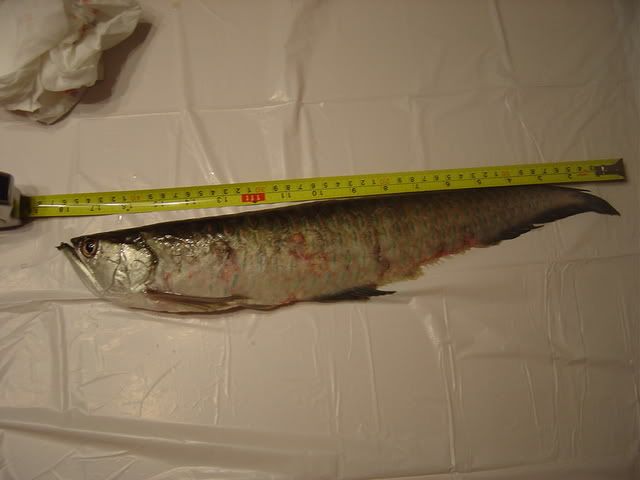 DSC04115.jpg