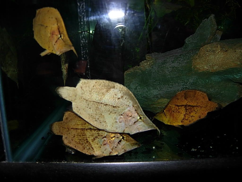 leaffish032.jpg