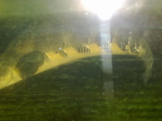 26062010774.jpg