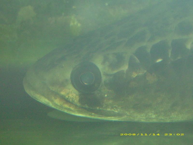 Picture217.jpg