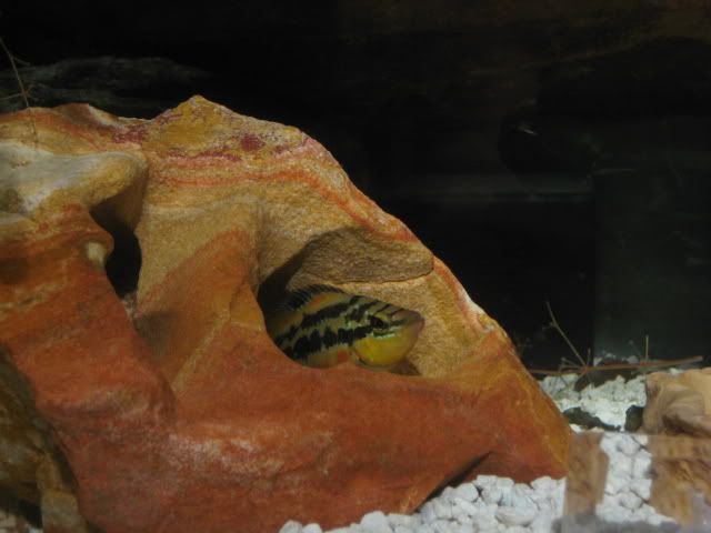 cichla011.jpg