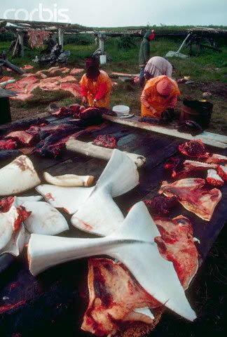 Inuitbutcheringbelugas.jpg