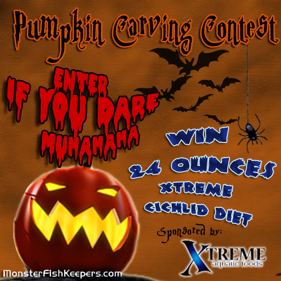 mfk-pumpkin-header.jpg