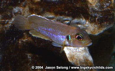 Locellatus_gold3.jpg