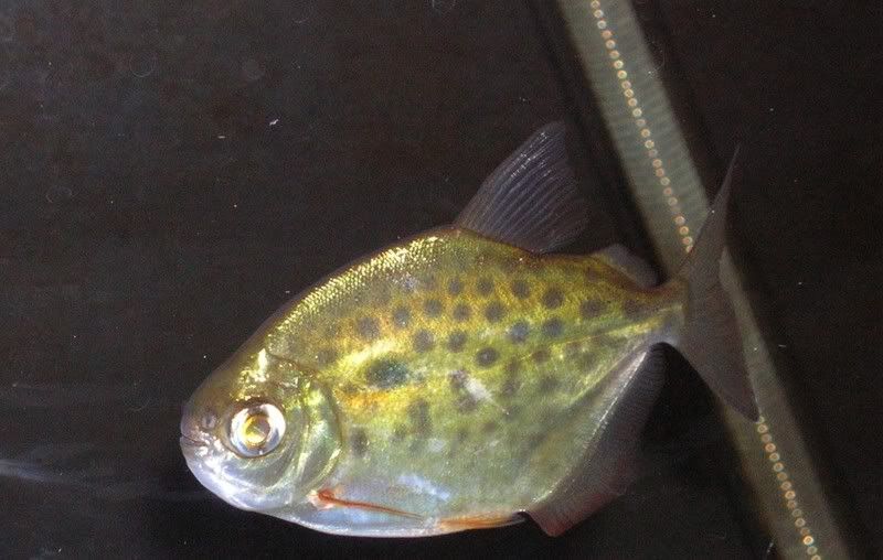 dscn2525.jpg