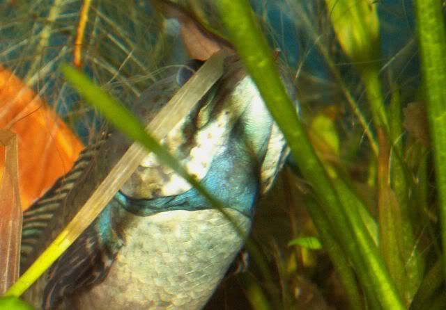 bluethroat001.jpg