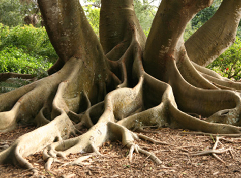 tree-roots.jpg