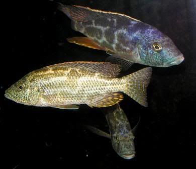 polystigma3.jpg