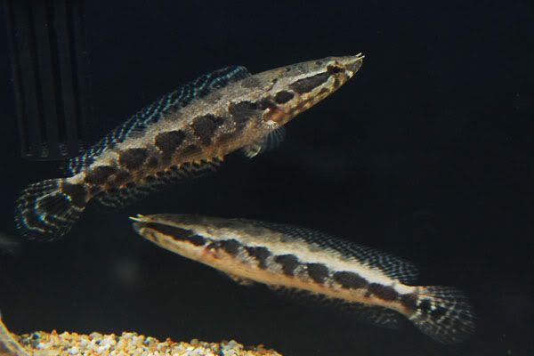 Cobscura01.jpg