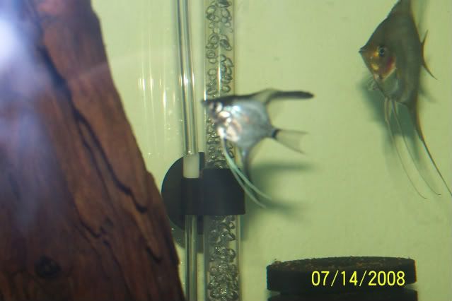 Picture068.jpg